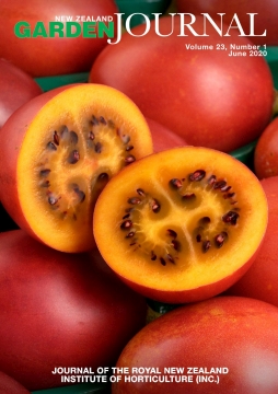 Tamarillos (Solanum betaceum), a red-skinned form developed in New Zealand. Photo: ©Plant & Food Research.