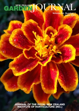 Tagetes patula ‘Durango Flame’, a French marigold cultivar grown at Wellington Botanic Garden. Photo: Clare Shearman.