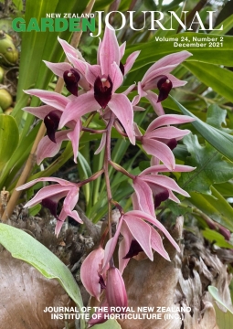 Cymbidium Devon Odyssey, a hybrid orchid. Photo: © Geoffrey Marshall.