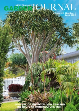 Aloidendron barberae, a spectacular tree-like aloe planted by Jack Hobbs in his home garden. Photo: Sally Tagg/NZ Gardener/Stuff.