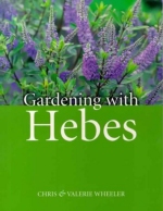 Gardening with Hebes