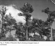 Fig. 2 Profile of Riccarton Bush showing emergent trees of kahikatea