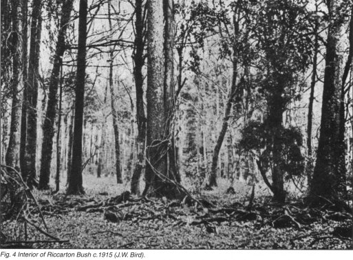 Fig. 4 Interior of Riccarton Bush c. 1915 (J.W. Bird)