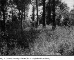 Fig. 5 Grassy clearing planted in 1978 (Robert Lamberts)