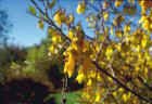 Sophora tetraptera, Kowhai. Image courtesy of The New Zealand Arboricultural Association. Photograph taken by Lance Goffart-Hall.