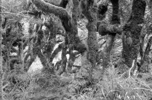 Figure 2. Kamahi (Weinmannia racemosa) dominated goblin forest at North Egmont.