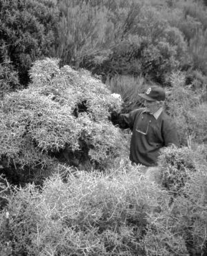 Figure 3. Melicytus drucei shrubs on the margins of Ahukawakawa Swamp (Dr Brian Molloy as scale).