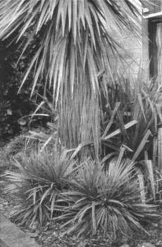Fig. 2: Cordyline 'Ti Tawhiti' growing at the base of a cabbage tree (C. australis).