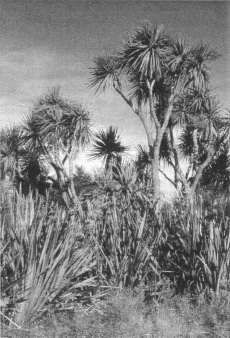 Fig. 4: Cabbage trees (Cordyline australis) with flax (Phormium tenax) in a natural stand at Dipton, Southland.