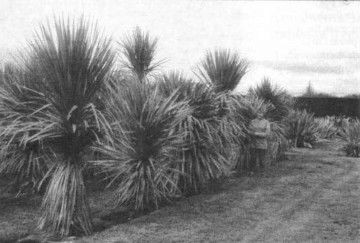 Fig. 5: Five-year old cabbage trees (Cordyline australis) of different provenances in experimental garden cultivation at Lincoln in spring 1999.