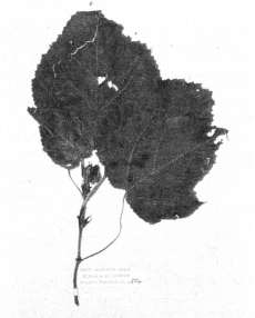 Fig.1: Herbarium specimen of aute (paper mulberry, Broussonetia papyrifera) introduced to New Zealand from the Pacific by Maori. It was collected in the Bay of Islands in 1769 in the course of Captain Cook's first voyage to New Zealand.