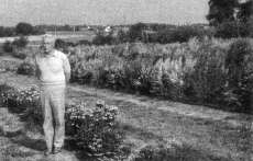 Fig. 11: Luc Decourtye with New Zealand provenances of Hebe (foreground) and Leptospermum (background) under evaluation for cold hardiness at Angers, France.