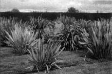 Fig. 2: Sue Scheele, leader of a research programme undertaken by Manaaki Whenua - Landcare Research and Maori weavers on the traditional uses of native plants, with Maori weaving varieties of harakeke (Phormium tenax) growing at Lincoln.