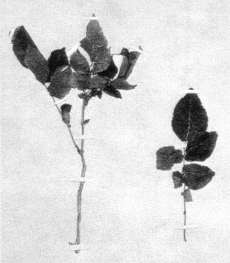 Fig. 3: This herbarium specimen of potato (Solanum tuberosum), collected during Dumont D'Urville's exploration of Tasman Bay in 1827, provides one of the first records of crop plants Europeans introduced to New Zealand.