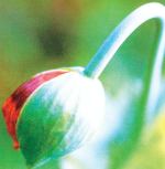 From Bud to Seed: Great Annuals