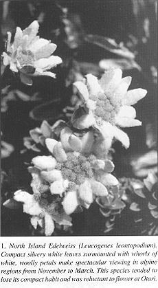 North Island Edelweiss (Leucogenes leontopodium)