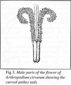 Fig. 3 - male parts of flower