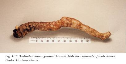 Fig. 4. A Gastrodia cunninghammii rhizome. Note the remnants of scale leaves. Photo: Graham Harris.