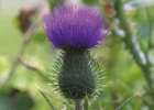 Cirsium vulgare, Scotch thistle. Reproduced from Common Weeds of New Zealand by kind permission of the New Zealand Plant Protection Society.