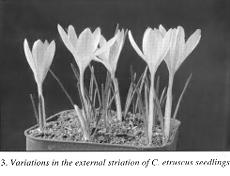 3. Variation in external striation of C. etruscus seedlings