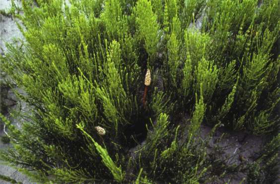 Equisetum arvense - field horsetail