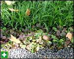 Pebbles, ajuga and grass