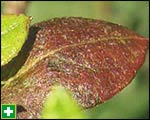 Bronzing effect caused by thrips