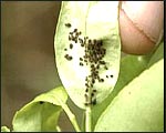 Aphid Eggs