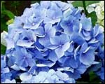 hydrangea