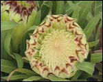 Protea Limelight