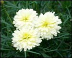 Marguerite daisy 'Sunjay'
