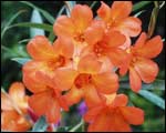 Vireya rhododendron Cordial Orange