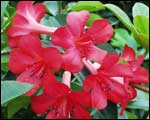 Vireya rhododendron Fireplum