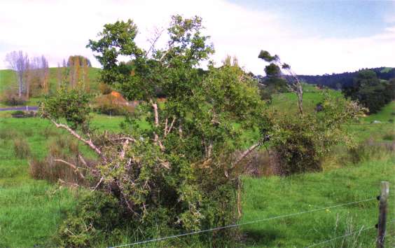 Lycium ferocissimum - boxthorn