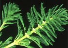 Myriophyllum aquaticum, parrot's feather. Reproduced from Common Weeds of New Zealand by kind permission of the New Zealand Plant Protection Society.