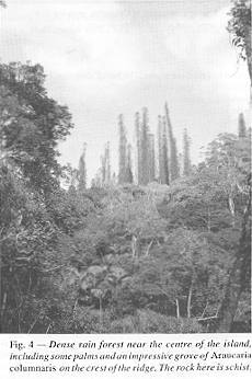 Fig. 4 - Dense rain forest near the centre of the island
