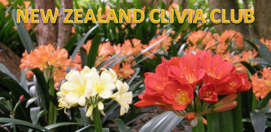 NZ Clivia Club