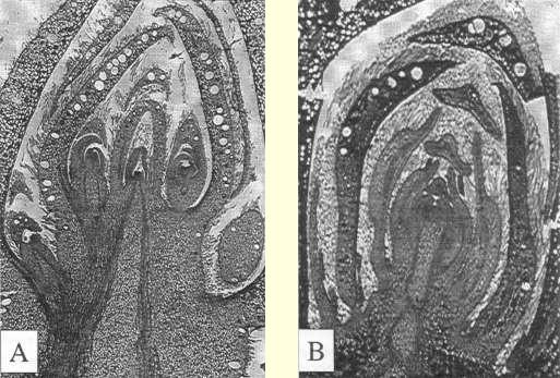 Fig. 1: Microscopic images of Metrosideros excelsa buds in August showing (A) a floral bud with cymule development in bud scale axils, and (B) a vegetative bud with leaf formation by apical meristem and little axillary development.