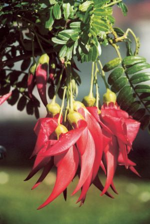 Clianthus maximus