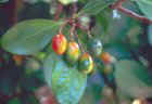 Corynocarpus laevigatus, Karaka. Image courtesy of The New Zealand Arboricultural Association. Photograph taken by Lance Goffart-Hall.