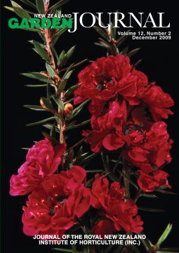 Leptospermum scoparium ‘Crimson Glory’, an outstanding double-flowered mänuka cultivar. Image: Jack Hobbs.