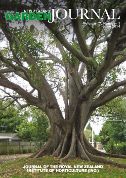 Ficus macrophylla, the Moreton Bay fig, a notable tree growing at Glen Taylor School, Glen Innes, and part of Auckland's remarkable urban forest. Photo: Mike Wilcox.