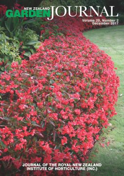 Begonia 'Dragon Wing Red'. Photo: Jack Hobbs.