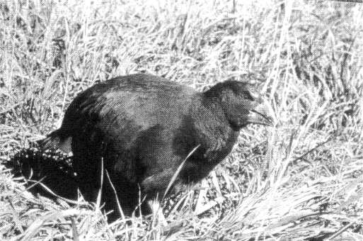 Fig. 5: Takahe a threatened species are located on the island.