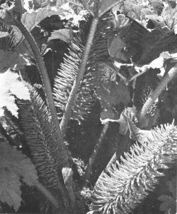 Gunnera manicata inflorescence