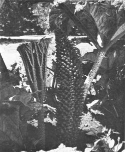 Gunnera tinctoria inflorescence