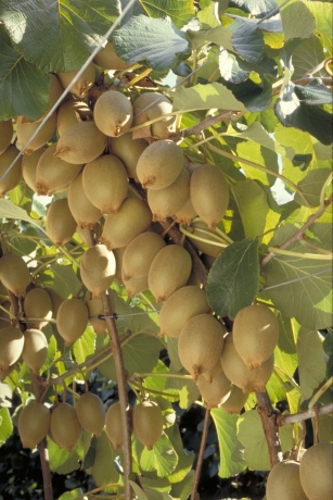 Yellow-fleshed kiwifruit