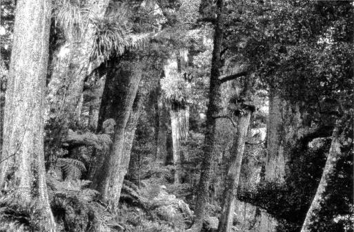 Fig. 1: The massive trunks typical of conifer broadleaf forest: some of these trees can trace their ancestry back to Gondwana.