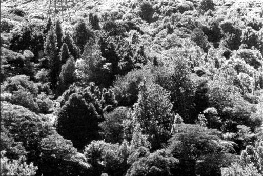 Fig. 3: Wellington's regenerating conifer broadleaf forest, Otari.