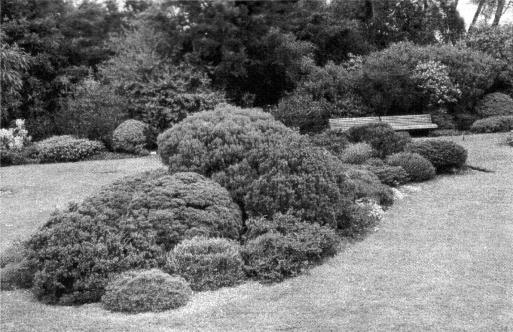 Fig. 4: Cockayne garden, Christchurch with native shrubs arranged in a bed immersed in turf.